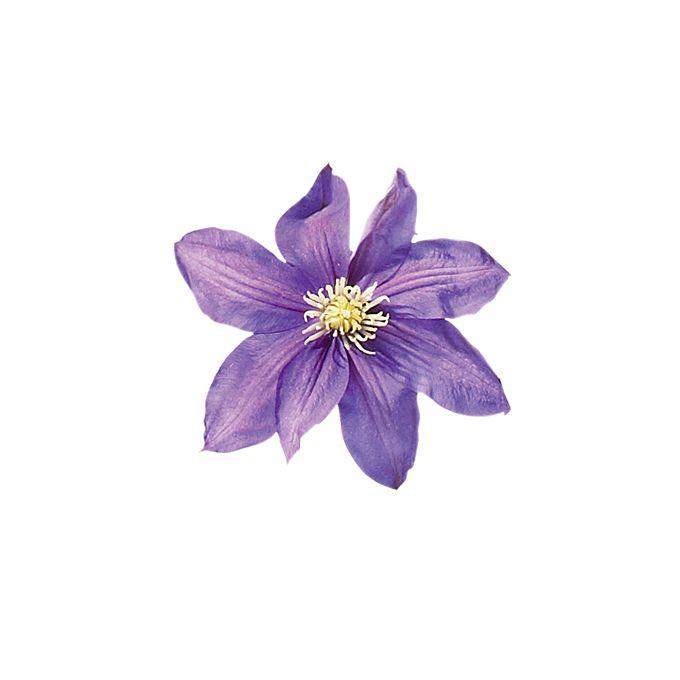 Enchanted Garden Symphony Arrangement